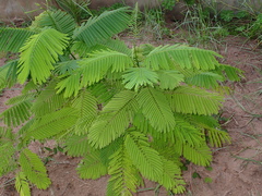 Senegalia pennata