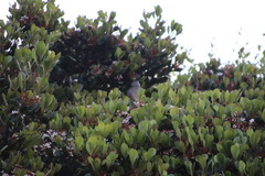 Manorina melanocephala