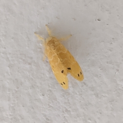 Artaxa guttata