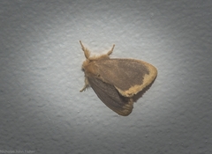Euproctis fimbriata