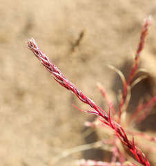 Corispermum declinatum