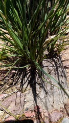 Beaucarnea