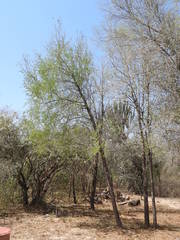 Acanthosyris falcata