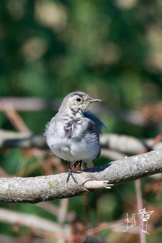 Lavandera blanca (Motacilla alba)
