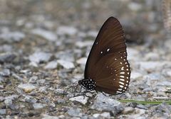 Euploea algea