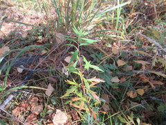 Artemisia integrifolia