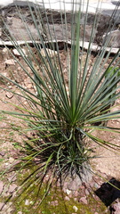 Beaucarnea