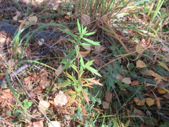 Artemisia integrifolia