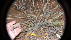 Phyllanthus parvulus parvulus