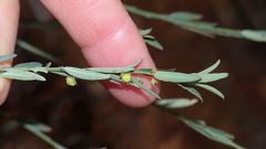 Phyllanthus parvulus parvulus