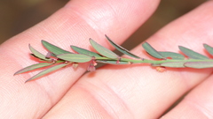 Phyllanthus parvulus parvulus