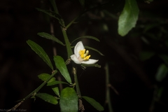 Citrus australasica