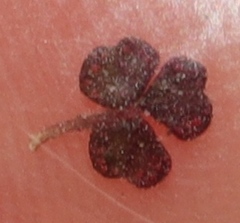 Oxalis ioeides