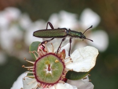 Eleale aspera