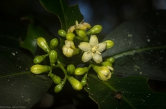 Triflorensia cameronii