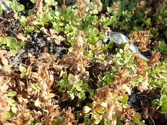 Penstemon davidsonii