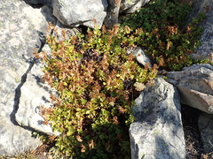 Penstemon davidsonii