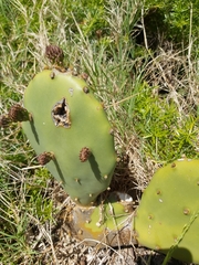 Opuntia stricta