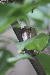 Polypedates leucomystax