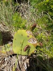 Opuntia stricta