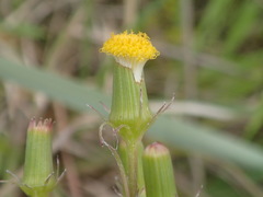 Senecio quadridentatus