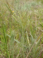 Senecio quadridentatus
