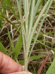 Senecio quadridentatus