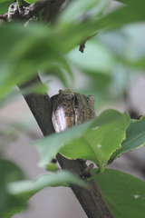 Polypedates leucomystax