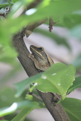 Polypedates leucomystax