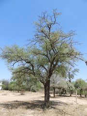Sideroxylon obtusifolium