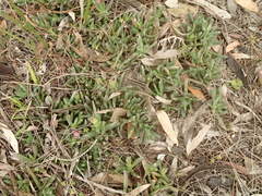 Carpobrotus modestus