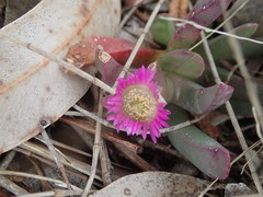 Carpobrotus modestus