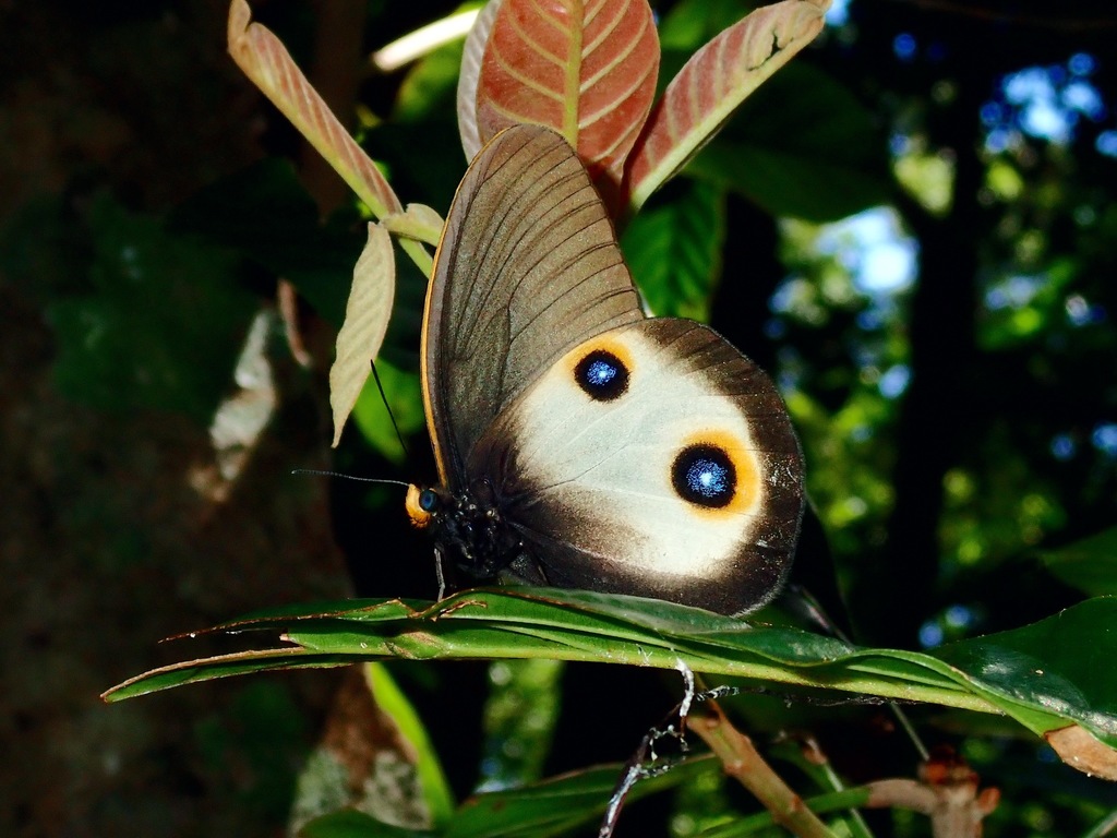 Silky Owl