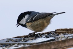 Periparus ater