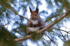 Sciurus vulgaris orientis