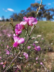 Podalyria microphylla