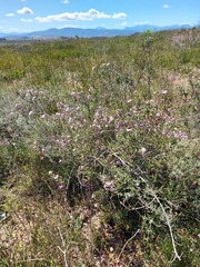 Podalyria microphylla