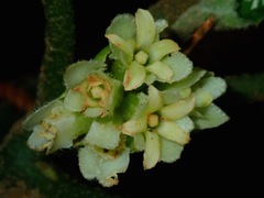 Pentaphragma albiflorum