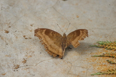 Junonia iphita