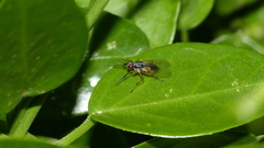 Anaphalantus longicornis