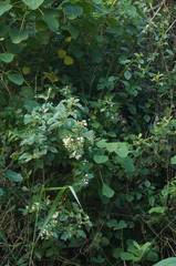 Heterocentron subtriplinervium