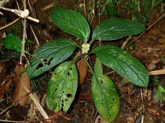Pentaphragma albiflorum