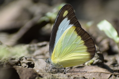 Appias lyncida eleonora