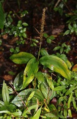 Peristylus plantagineus