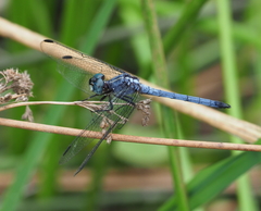 Dasythemis mincki