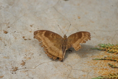 Junonia iphita