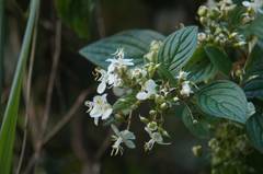 Heterocentron subtriplinervium