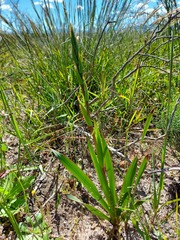Watsonia strictiflora