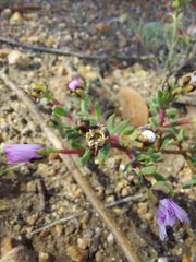 Lampranthus leptaleon