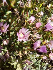 Lampranthus leptaleon